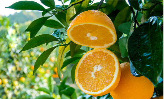 脐橙上市时间一变，每户轻松增收8000元！你的农产品也使用吗？