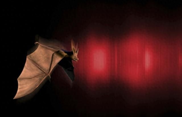 雷达是从蝙蝠身上学来的，但你知道我们从苍蝇身上学到了什么吗？