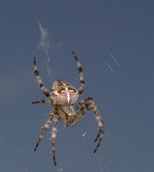 地球上最大的蜘蛛是什么？