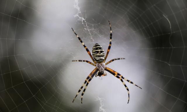 地球上最大的蜘蛛是什么？
